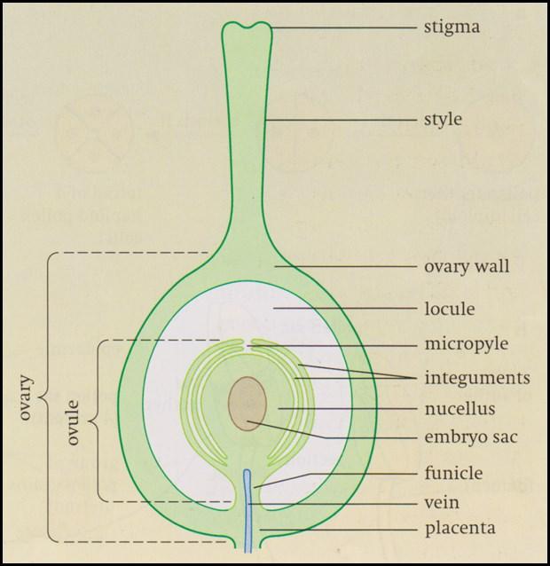 The structure of the carpel (the female reproductive organ) and the female gamete Structure of the female