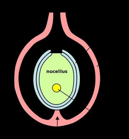 The ovule is made up of the integuments, nucellus and the megasporocyte The megasporocyte divides by