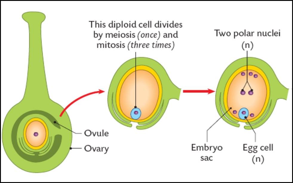 Within the ovule, the megaspore mother cell divides by meiosis and then by mitosis three times to form 8 haploid nuclei.