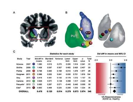 v=qx_oy964hq Advances in the neuroimaging of ADHD Ventral striatum