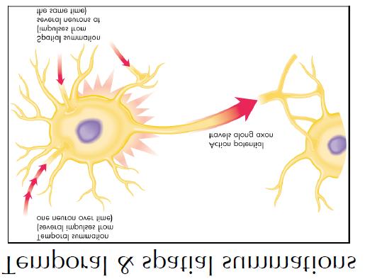 Postsynaptic Effects of Action Potentials Neurotransmitter release can cause graded potentials in postsynaptic neuron Graded potentials membrane potentials that very in magnitude without following
