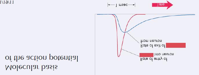 (above diagram found on page 41 of textbook) Red line represents rate of entry of sodium ions into the neuron Blue line represents rate of exit of potassium ions from the neuron Sodium enters during