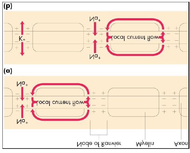 (above diagram found on page 45 of textbook) Above diagram is of an axon, direction of propagation moving from left to right Rectangles represent myelin (fatty cells that insulate the axon) Node of