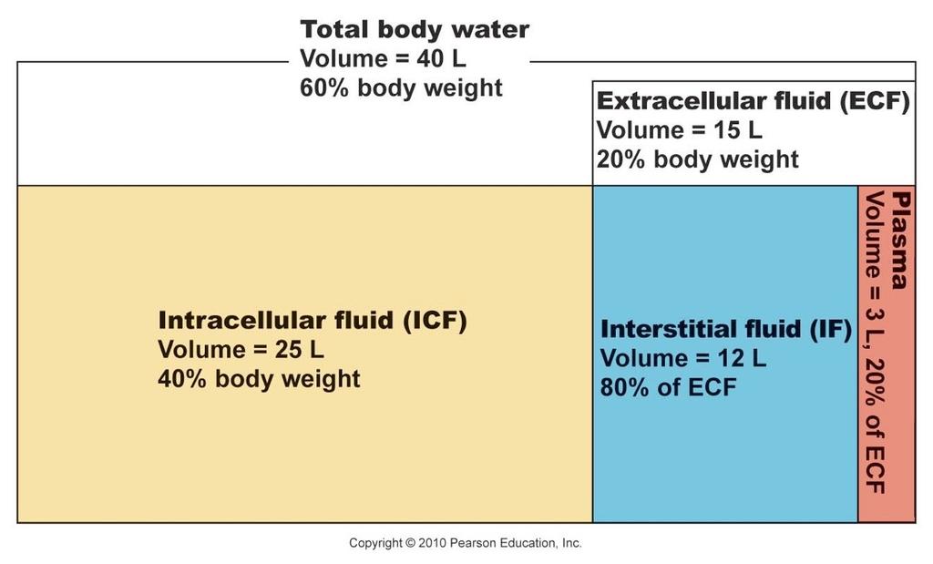 Body Fluid Compartments 4 Composition of Body Fluids Water serves as the universal solvent in which both nonelectrolytes and electrolytes are dissolved.