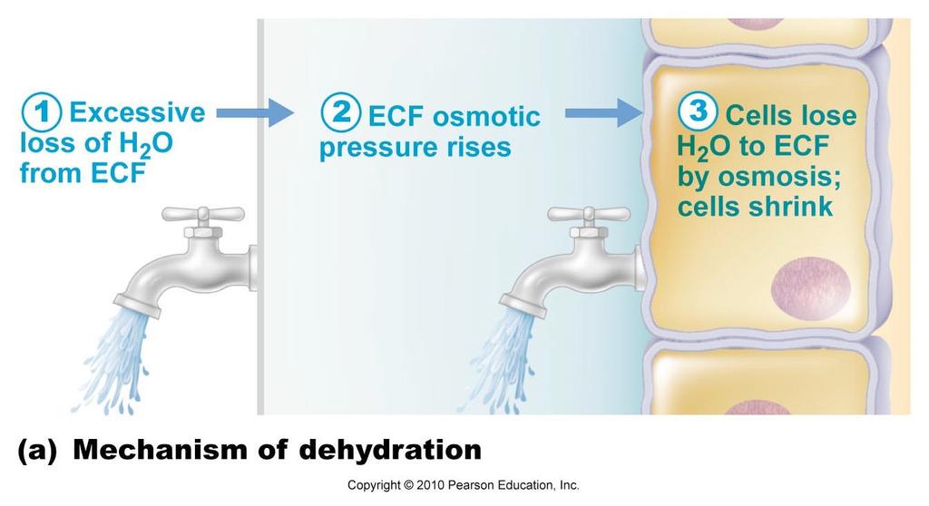 Disorders of Water Balance Dehydration water output exceeds input (over a period of time).