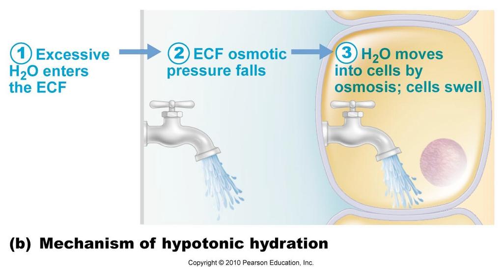 Mechanism of Hypotonic Hydration 22 Edema an atypical accumulation of fluid in the interstitial space leading to tissue swelling.
