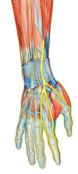 carpi radialis longus Compartment 1 Extensor pollicis brevis Abductor pollicis longus Retinaculum Superficial branch of the radial nerve Radial artery Dorsal view Compartment 5 Extensor digiti minimi