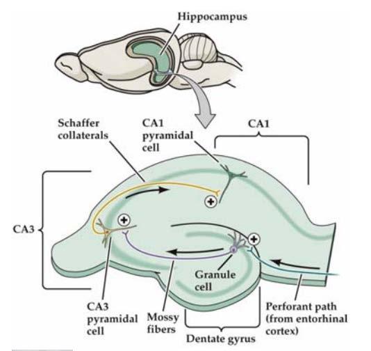 BIPN 140 Problem Set 6 1) The hippocampus is a cortical structure in the medial portion of the temporal lobe (medial temporal lobe in primates. a) What is the main function of the hippocampus?