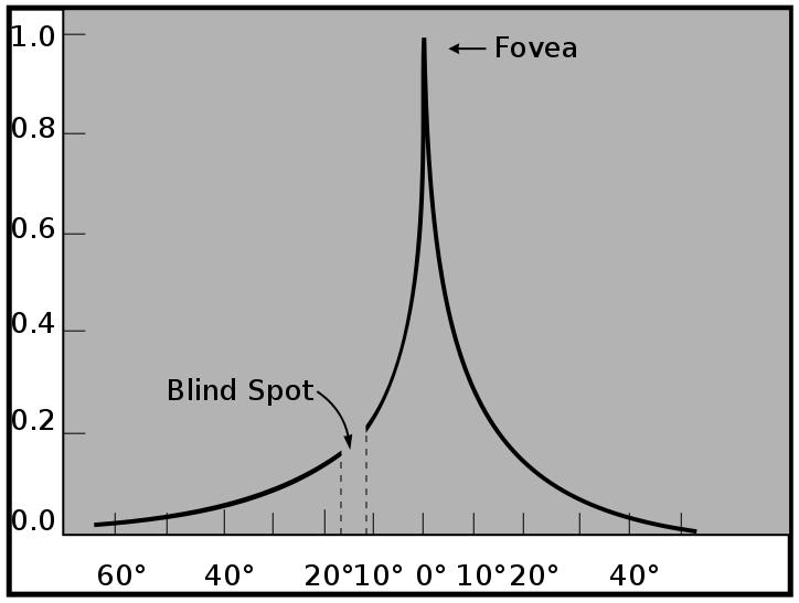 falls off rapidly toward the periphery visual field Eye Movements function to keep the fovea aligned
