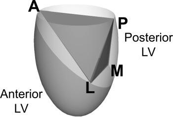 H1224 Fig. 8. A proposed model of functional division of the LV by an imaginary plane determined by the anterior mitral annulus and roots of the medial and lateral papillary muscles.