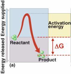 Catalysts Enzymes So what s a cell to do to reduce activation energy? Get help.