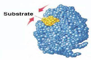 3-D structure of enzyme fits substrate Active site Enzyme s catalytic center Pocket or groove on surface of globular protein Substrate fits into