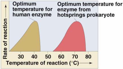 Enzymes & temperature ph Different enzymes functional in different organisms ph Salinity Effect on rate of enzyme activity