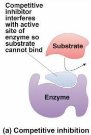Inhibitors Competitive inhibitor Regulation of enzyme activity Other molecules that affect enzyme activity Selective