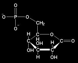 Pentose phosphate pathway leads to NADPH and ribose 5-phosphate NADP NADPH H 2 O H + Glucose 6-phosphate 6-Phosphogluconolactone 6-Phosphogluconate 1 2 1: Glucose 6-phosphate dehydrogenase 2: