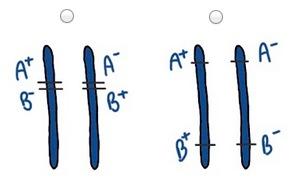 5 19. Using + for the dominant allele and for the recessive allele, enter a possible genotype for the indicated individuals. 20.