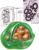 Cell is the smallest unit of life 1.