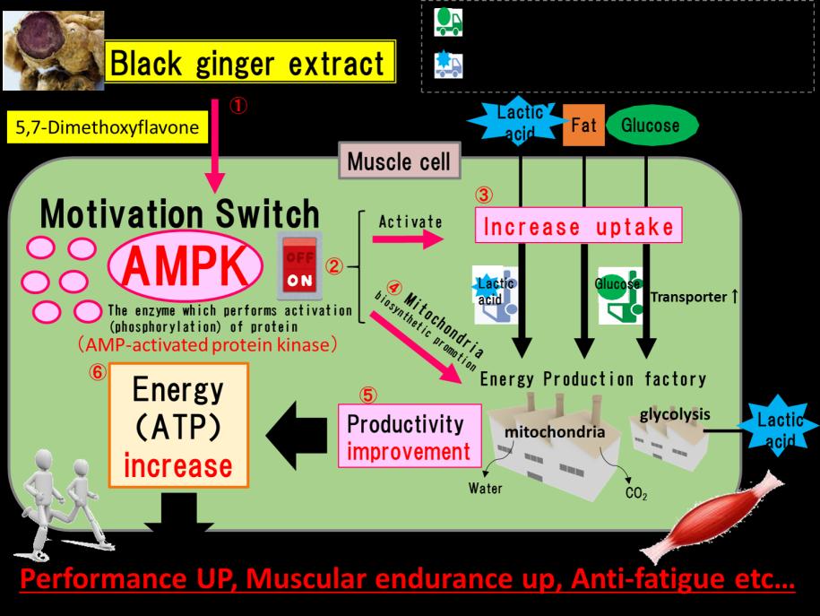 Therefore, parts of PMF in BLACK GINGER EXTRACT, activated AMPK, was