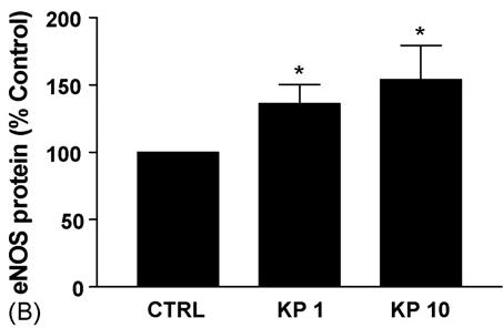 CTRL: Control, A: enos mrna genetic expression, B: enos protein expression, KP1: Black Ginger Extract 1 g/ml, KP10: Black Ginger Extract 10 g/ml. Data are Mean ±SE, *: P<0.05 vs. control.