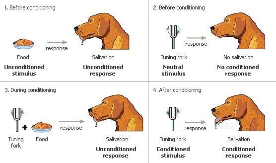 LEARNING FROM A BEHAVIOURIST POINT OF VIEW CLASSICAL CONDITIONING (PAVLOV) Classical conditioning is a form of associative learning, learning produced by the pairing of stimuli and responses in time