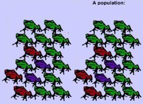 Emigration: Determining Allele Frequency Impact On Small vs. Large Population Recall that originally: C G = 0.75 & C R = 0.
