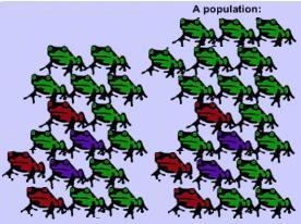 33 Before 4 frogs joined After 4 frogs joined Compare the effect on the small population to 4 frogs joining a much larger population.