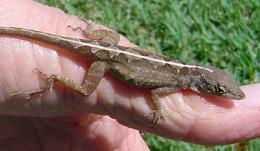 Founder Effect In May 2005, the researchers randomly selected one male and one female brown anole from lizards collected on a nearby larger island to found new anole populations on seven small