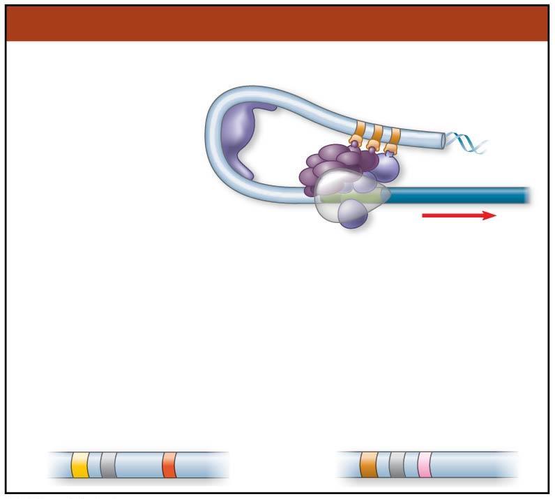 Figure 18.UN09c Transcription Regulation of transcription initiation: DNA control elements in enhancers bind specific transcription factors.