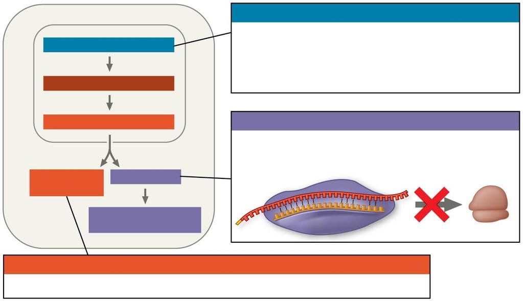 Figure 18.UN10 CHROMATIN MODIFICATION TRANSCRIPTION Chromatin modification Small and/or large noncoding RNAs can promote heterochromatin formation in certain regions, which can block transcription.