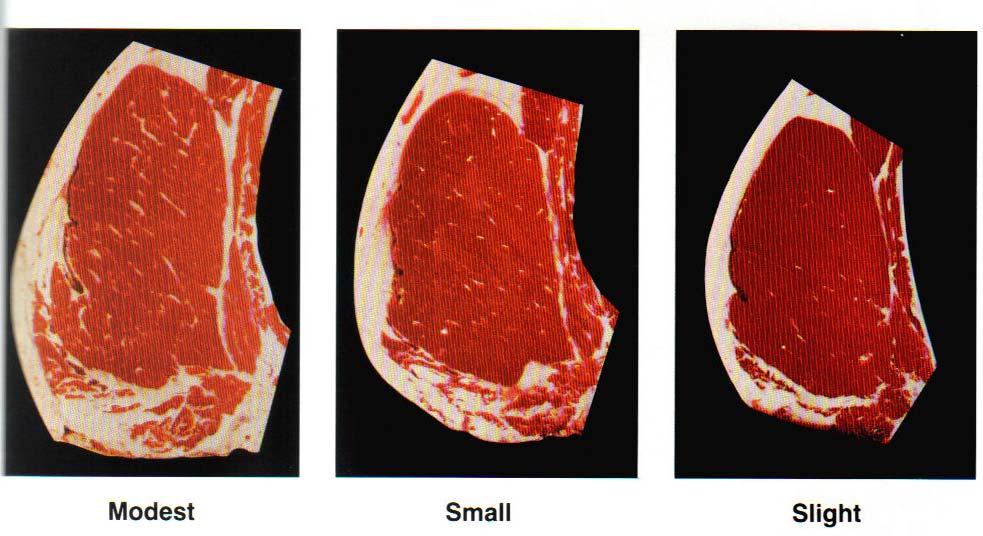 Marbling is the primary criterion for grading beef carcasses.
