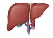Organ transplantation Deceased & living donors Kidney Are the most frequently transplanted organs.