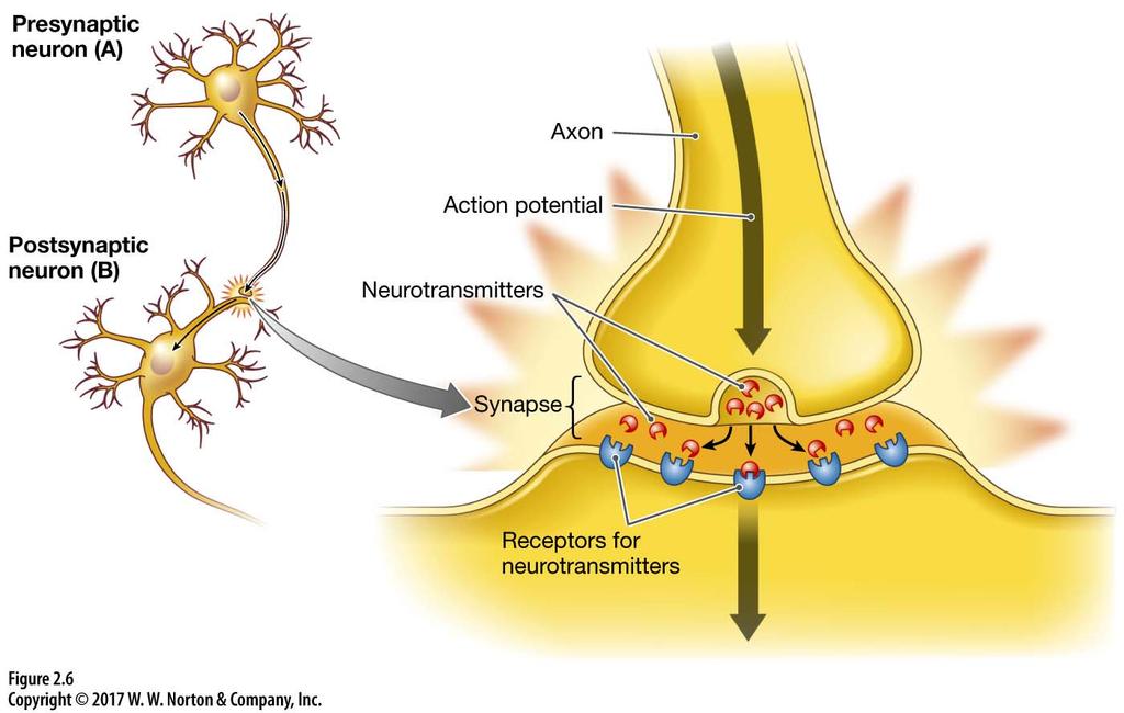 Action Potentials Allow Neurons to
