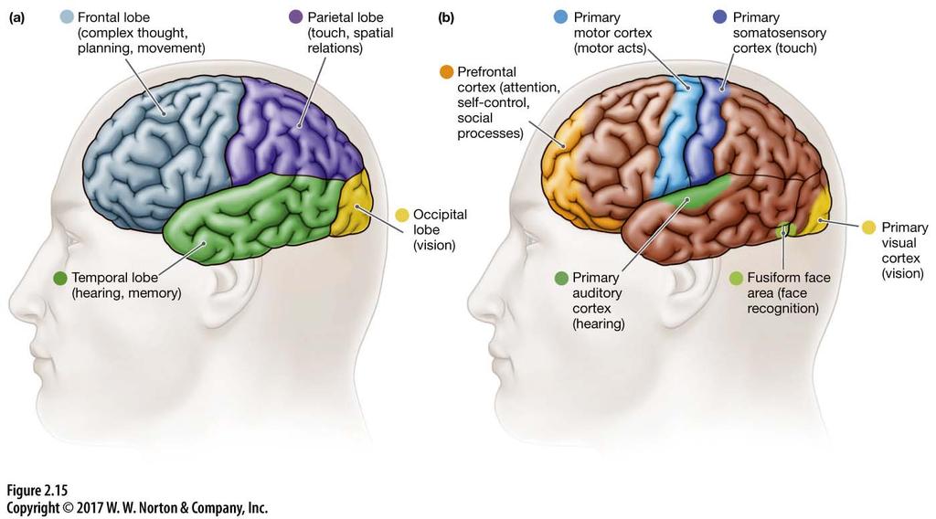 Forebrain Subcortical Structures