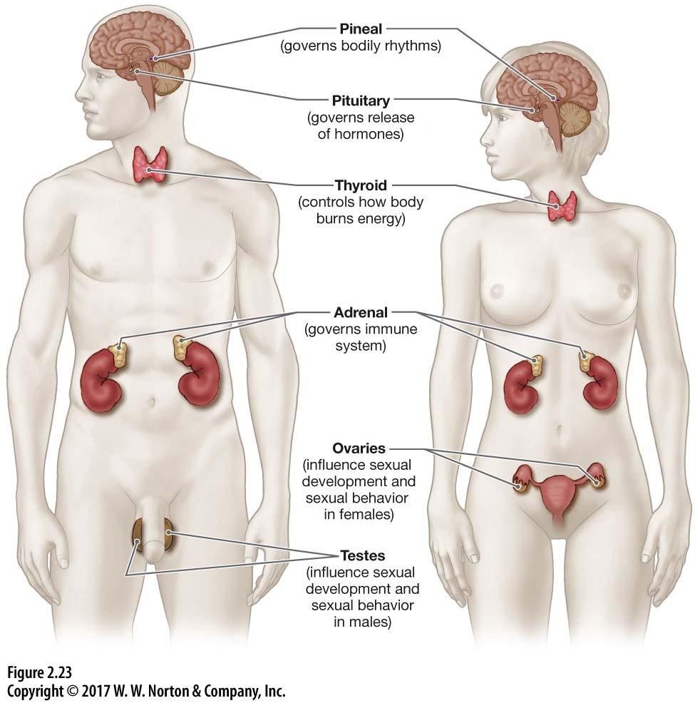 The Endocrine System Affects Our