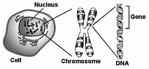 Crash Course Genetics Humans have 46 chromosomes in each of their cells. 23 from their father, 23 from their mother. Chromosome: threadlike structures made of DNA molecules that contain genes.
