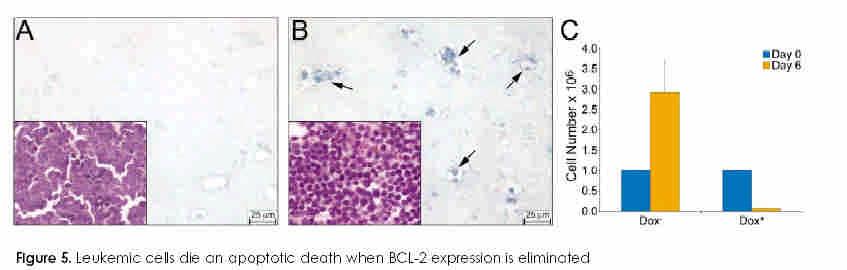 The role of Bcl-2 in tumorigenesis Antiapoptotic BCL-2 is required for maintenance of leukemia Discovery that Bcl-2 promotes cell survival.