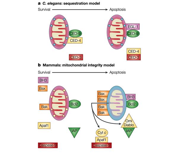 Anti-apoptosis mechanisms of pro-survival molecules