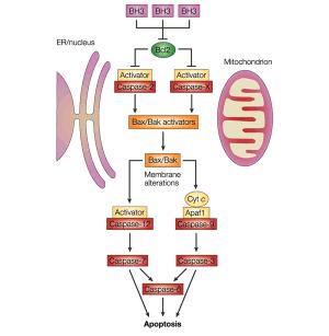 ,bcl-2 ): Caspase inactivation Sequestration model Mitochondrial