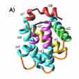 Structure and function of Bcl-2 and Bcl-x L Bcl-2 and Bcl-x L show 44% identity in amino acid sequences at least 7 helices and a c terminal transmembrane domain overall structure (particularly its 5