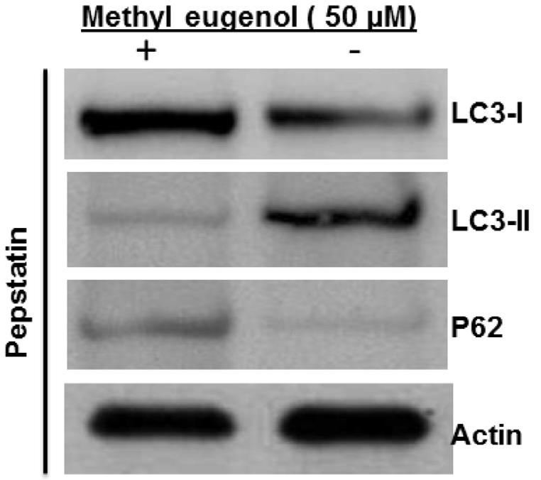 The results indicated that treatment with the extract induced expression of several autophagyassociated proteins as indicated in Figure 3.