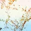 P.A.S. Catalog No.: KT 027 This kit stains fungi, glycogen and mucin in paraffin tissue sections.