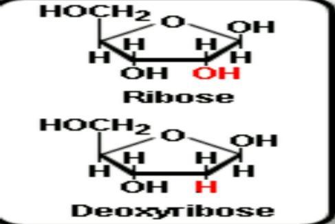 Sugar alcohols: When the carbonyl group of a sugar is reduced to a hydroxyl group. The resulting compound is sugar alcohols.