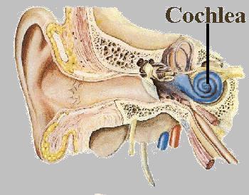 Hearing -The cochlea contains fluids as well as