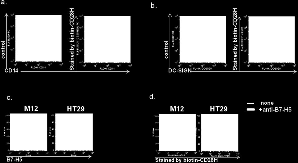 Supplementary Figure S11: CD28H binds human cell lines expressing B7-H5, but not B7-H5-negative cells.