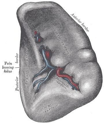 Spleen The doctor said that we talked about it in practical Lymphatic organ, but its considered reservoir of blood It has two surfaces two border and two ends Border 1.