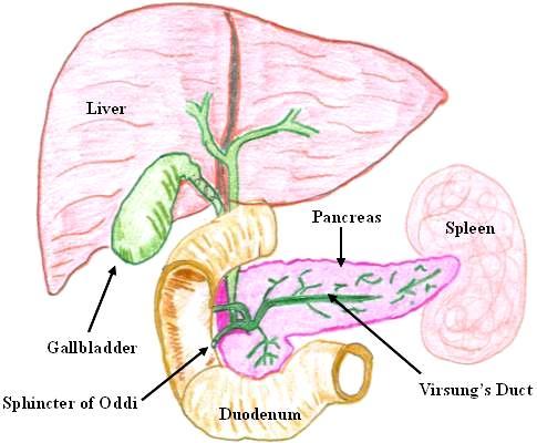 c. Retro pancreatic or infra duodenal: below the duodenum.