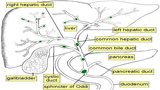 o Second part is found behind the 1 st part of duodenum at the right to the gastroduodenal artery.