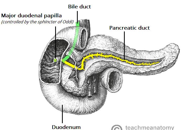 We have a main pancreatic duct and an accessory duct, the main one open at the major duodenal papilla, the accessory open at the minor papilla which opens 1inch above the major papilla.