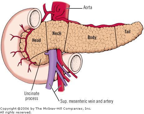 The pancreas its divided into head, body, neck and tail The part of the head that s directed medially to the left side of the head is the uncinate process.
