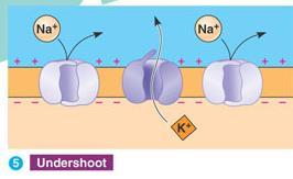 Action Potential STEP 5: The neuron is reset (REPOLARIZED) by the opening of voltage gated K + channels.